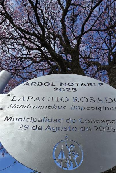 Árbol Notable 2025